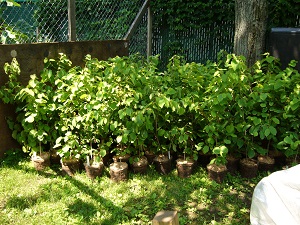 plants d'une des productions de noisetiers greffes ( x Drummonville) et( x Golf )